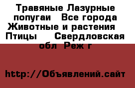 Травяные Лазурные попугаи - Все города Животные и растения » Птицы   . Свердловская обл.,Реж г.